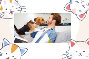 Tips for Managing Deductibles in Pet Insurance